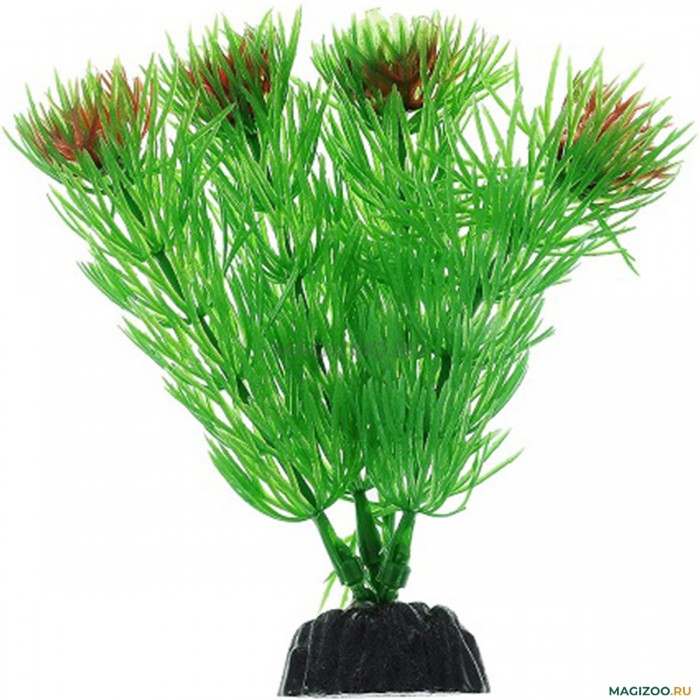 Растение Plant 002 Амбулия зелёная 10 см Барбус