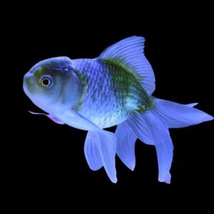 Оранда голубая - золотая рыбка Carassius auratus
