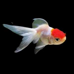 Оранда красная шапочка - золотая рыбка Carassius auratus