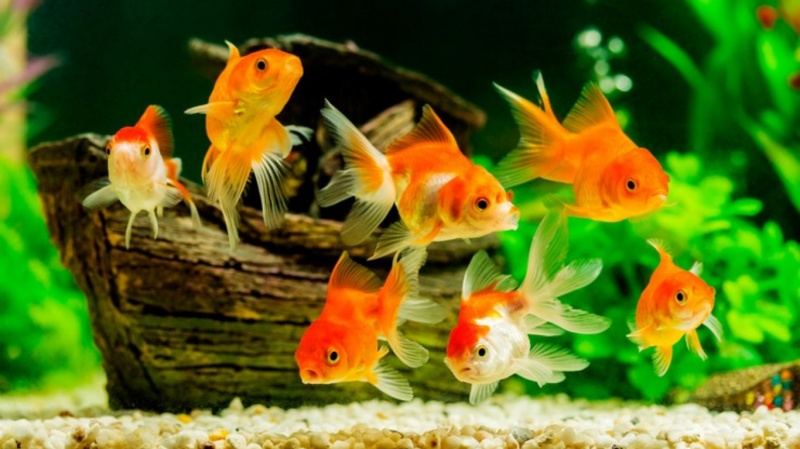 Содержание Золотых рыбок в аквариуме
