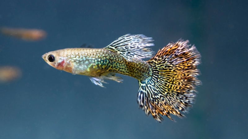 10 неприхотливых рыбок для начинающих аквариумистов