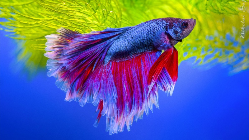 Рыбка-петушок – темперамент и красота