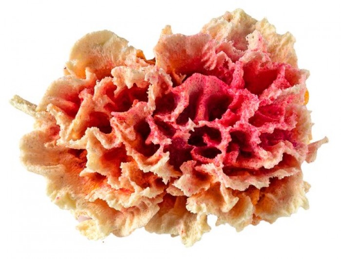 Коралл гвоздика Кс-2216 ГротАква