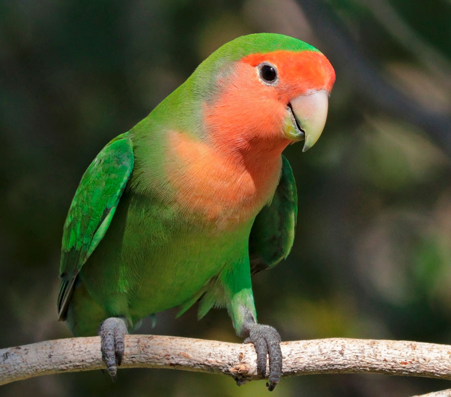 Неразлучник розовощекий