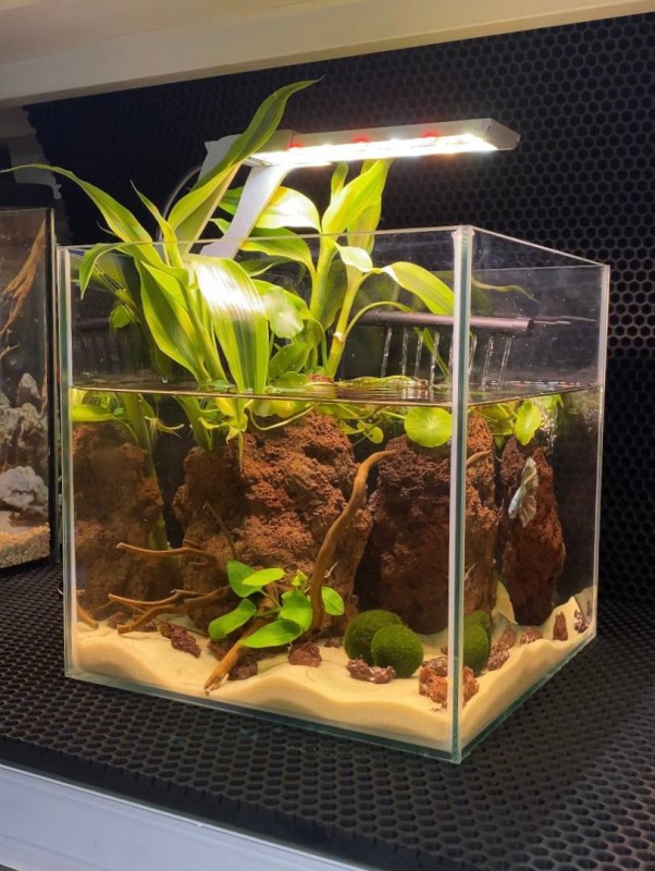 Комплект Куб 15л с живыми растениями