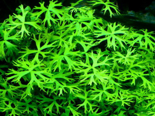 Ранункулюс инундатус