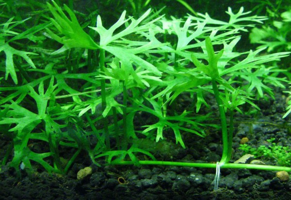 Ранункулюс инундатус