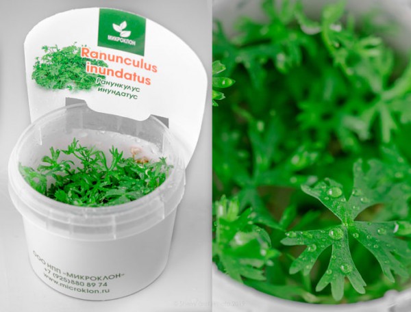 Ранункулюс инундатус