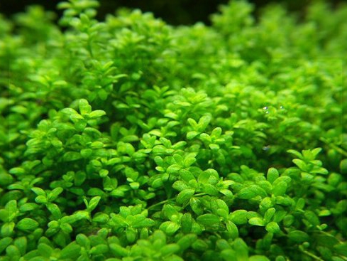 Хемиантус Каллитрихоидес"Куба"