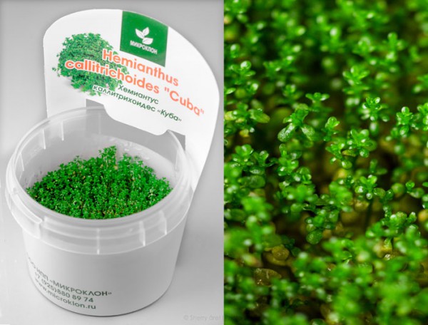 Хемиантус Каллитрихоидес"Куба"