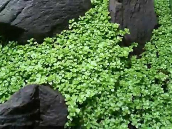 Хемиантус Каллитрихоидес"Куба"