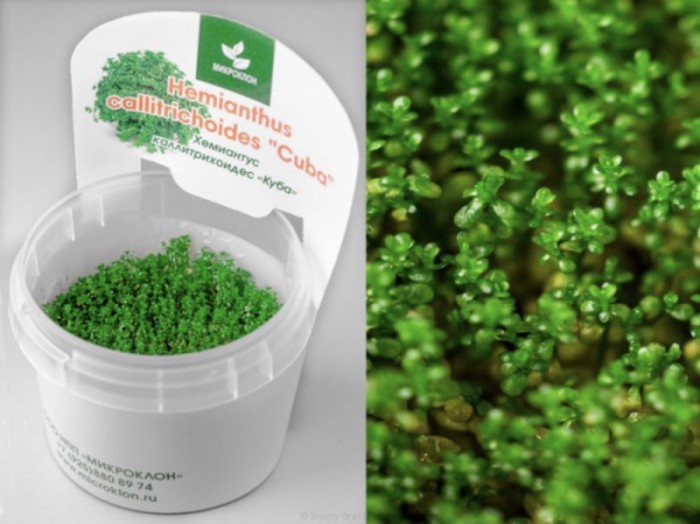 Хемиантус Каллитрихоидес"Куба" XL