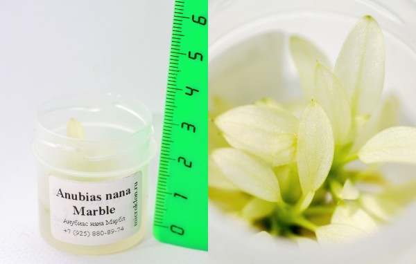 Анубиас бартера карликовый "Мраморный"