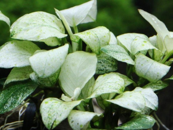 Анубиас бартера карликовый "Мраморный"