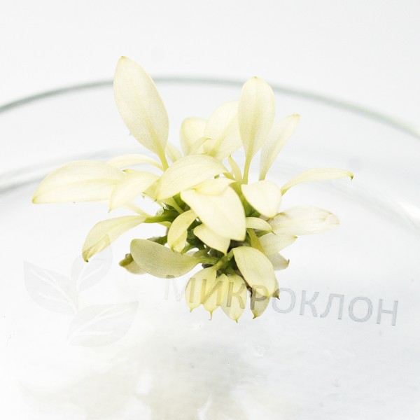 Анубиас бартера карликовый "Мраморный"