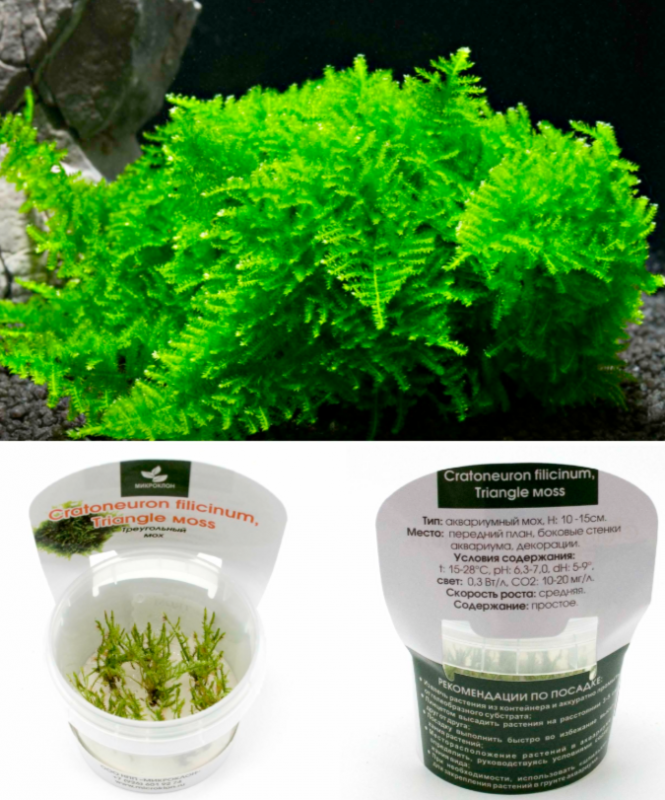 Мох Треугольный (Triangle мoss)