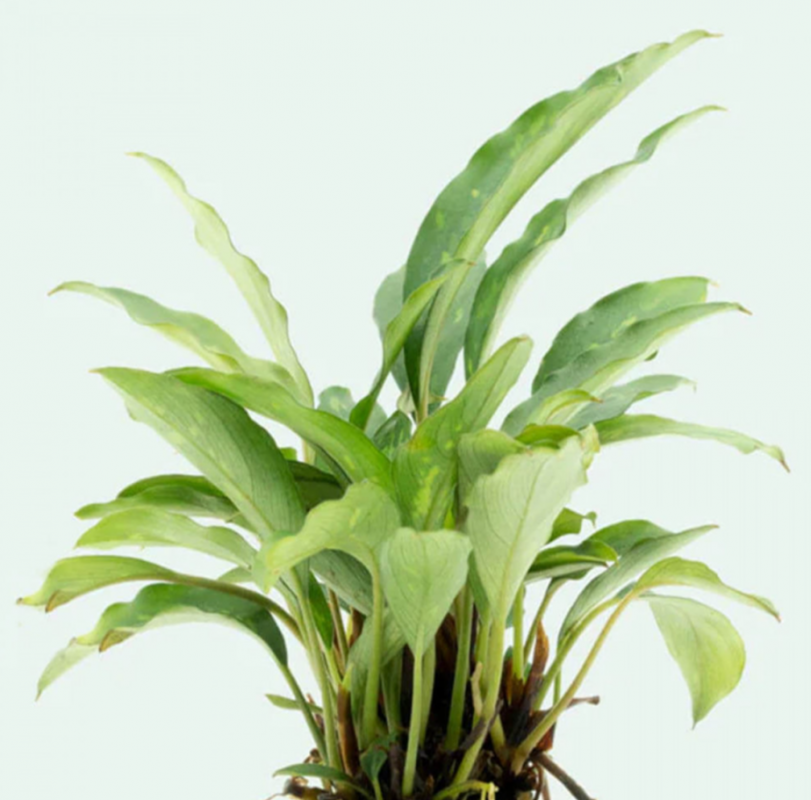 Пиптоспата Ридли