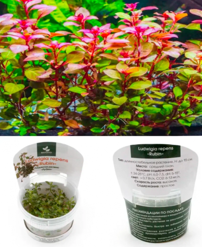 Людвигия репенс Рубин