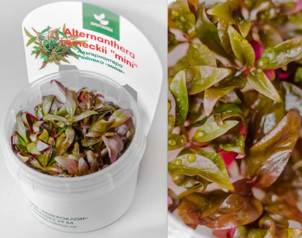 Альтернантера Рейнеке "Мини" XL