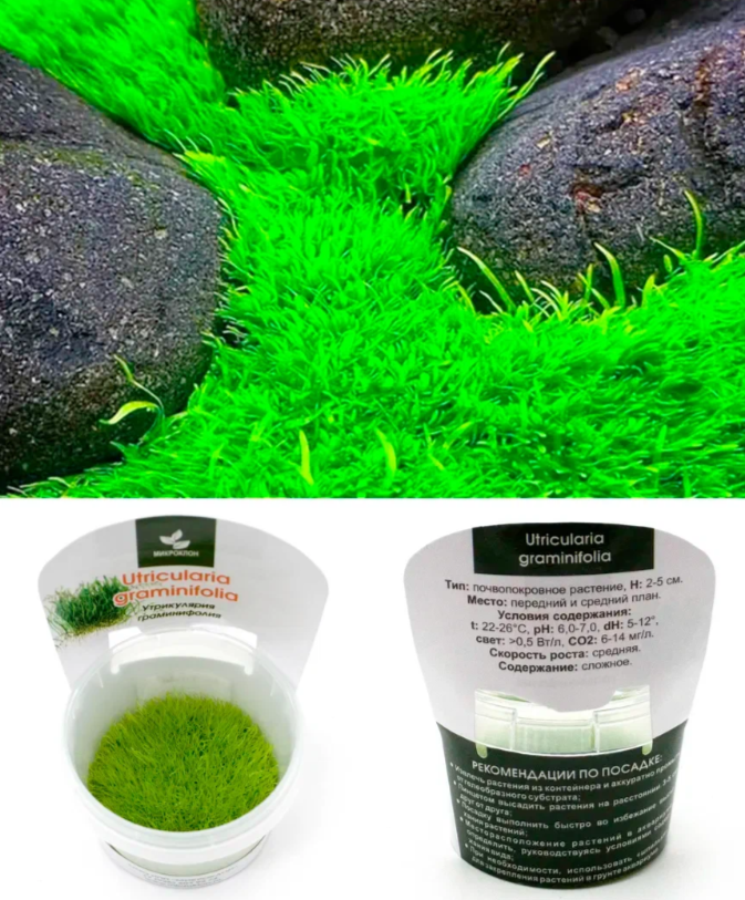 Утрикулярия Граминифолия XL