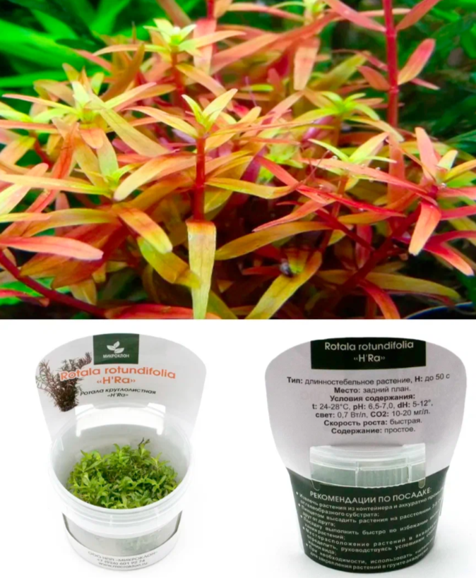 Ротала круглолистная "H’Ra"