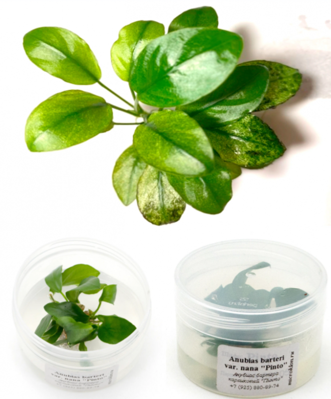 Анубиас Бартера карликовый "Пинто"