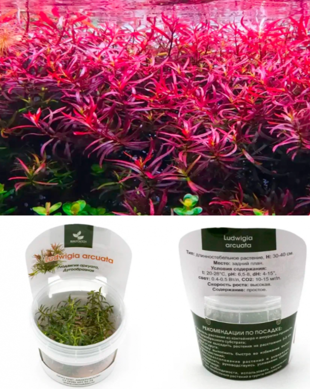 Людвигия аркуата, Дугообразная