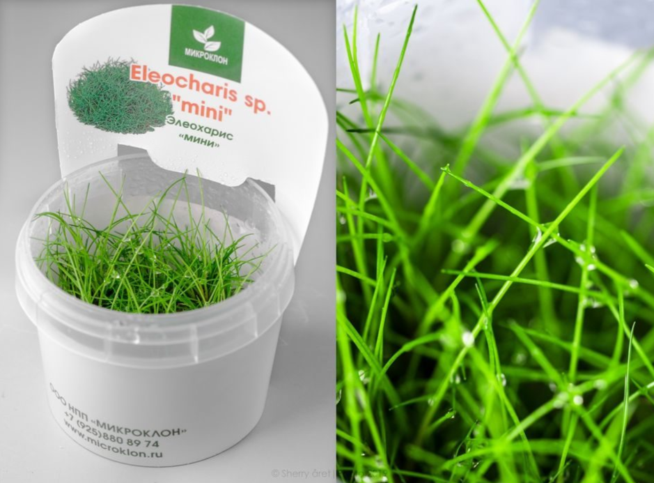 Элеохарис "Мини"