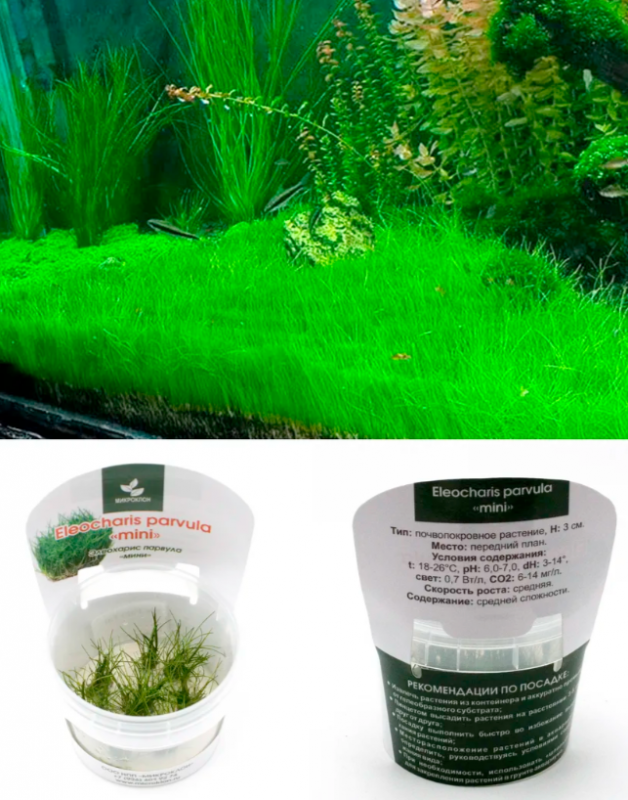 Элеохарис парвула мини