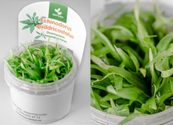 Эхинодорус квадрикостатус
