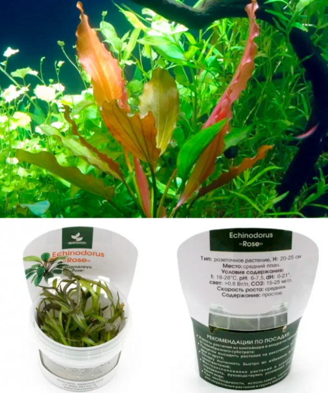 Эхинодорус Розе