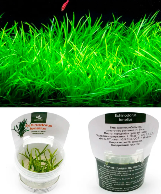 Эхинодорус Тенеллюс