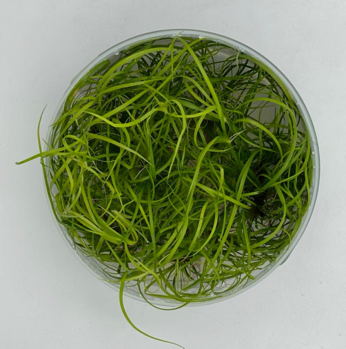 Юнкус репенс