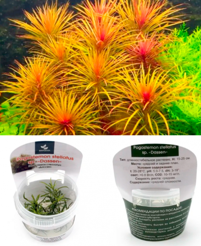 Погостемон стеллатус "Дассен"