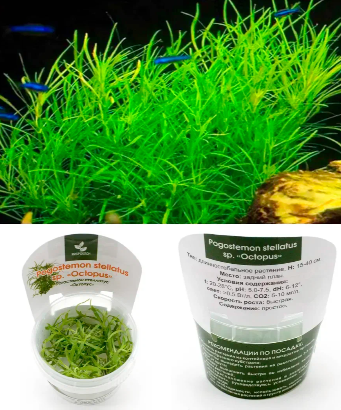 Погостемон стеллатус "Октопус"