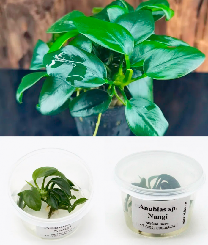 Анубиас "Нанги"