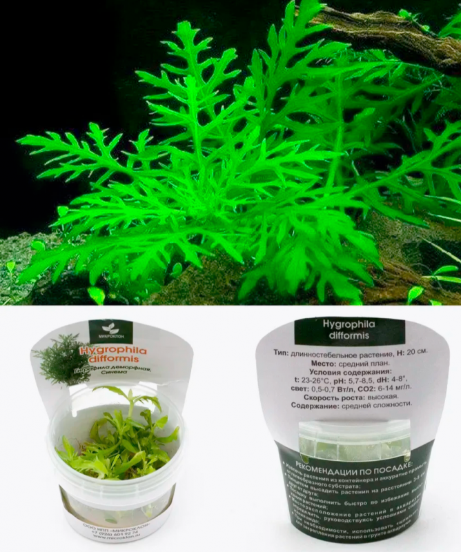 Гигрофила деморфная, Синема