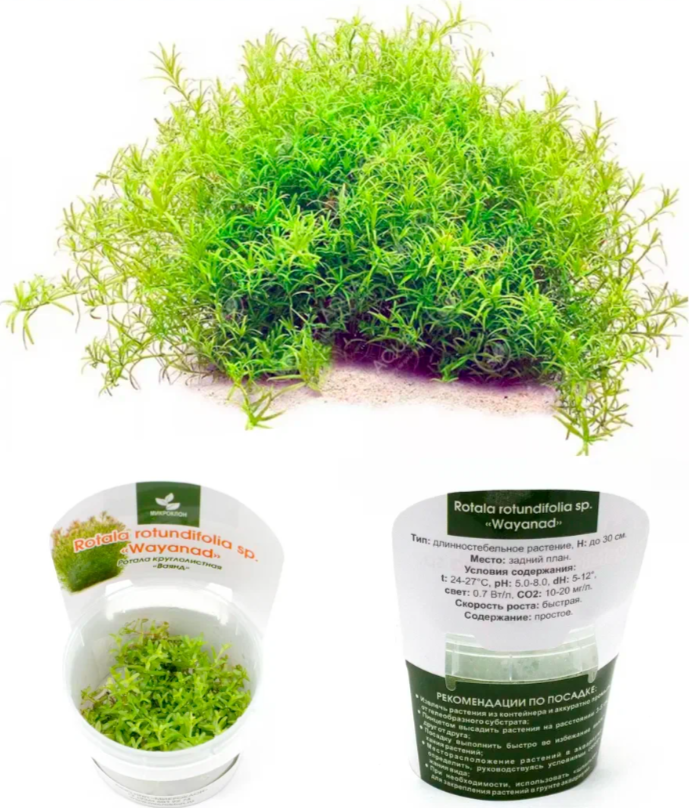 Ротала круглолистная "Ваянд", М