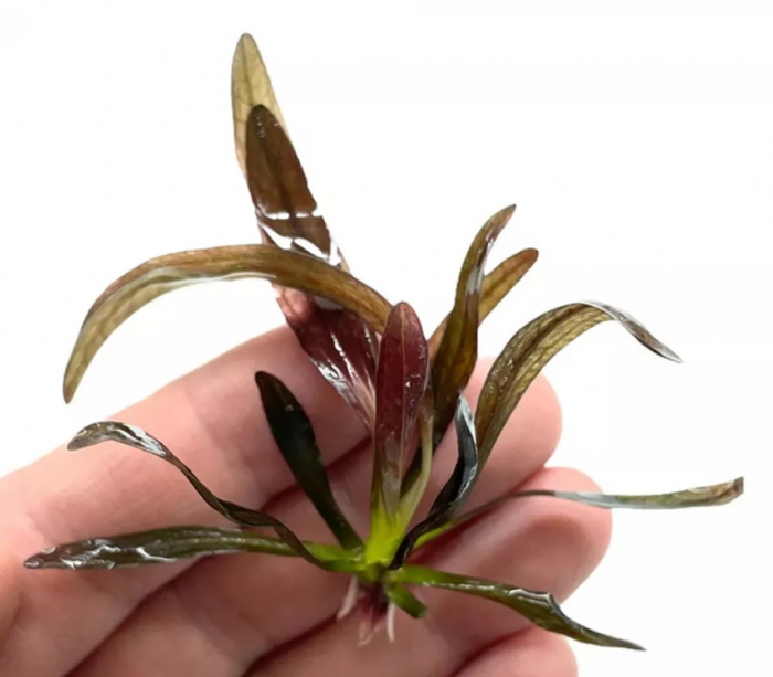 Эхинодорус Горемана красный