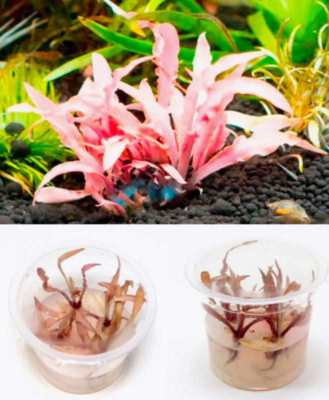 Криптокорина ребристая красная