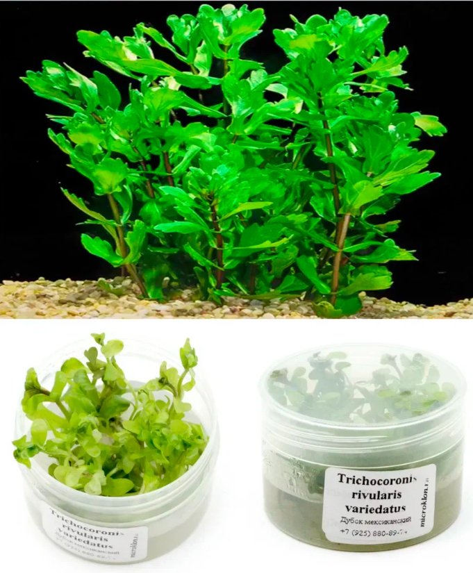 Дубок мексиканский