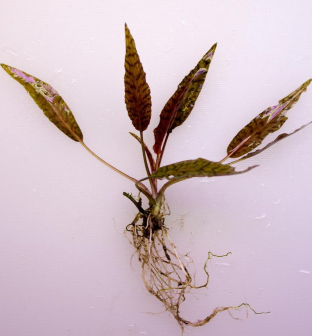 Криптокорина нури