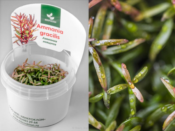 Аммания изящная