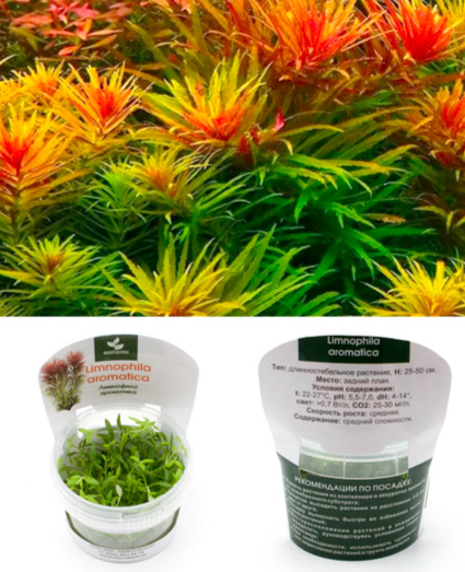 Лимнофила ароматика