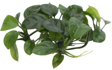 Анубиас "Нанги" Нано