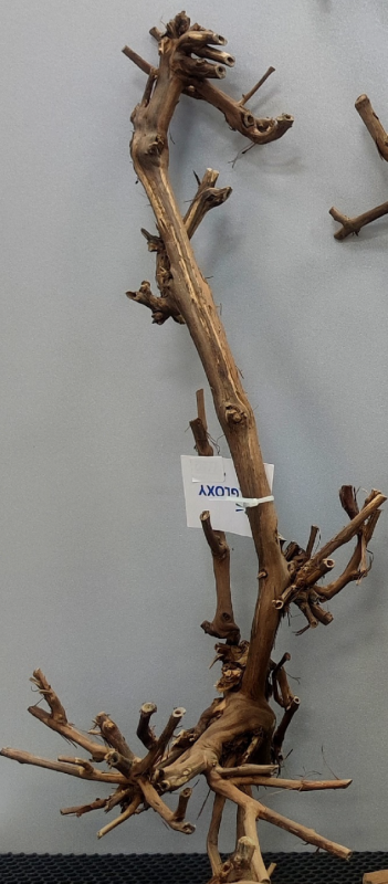 Коряга Gloxy Виноградная лоза 30-40 см