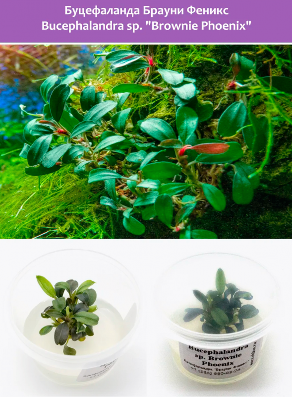 Буцефаландра "Брауни Феникс"