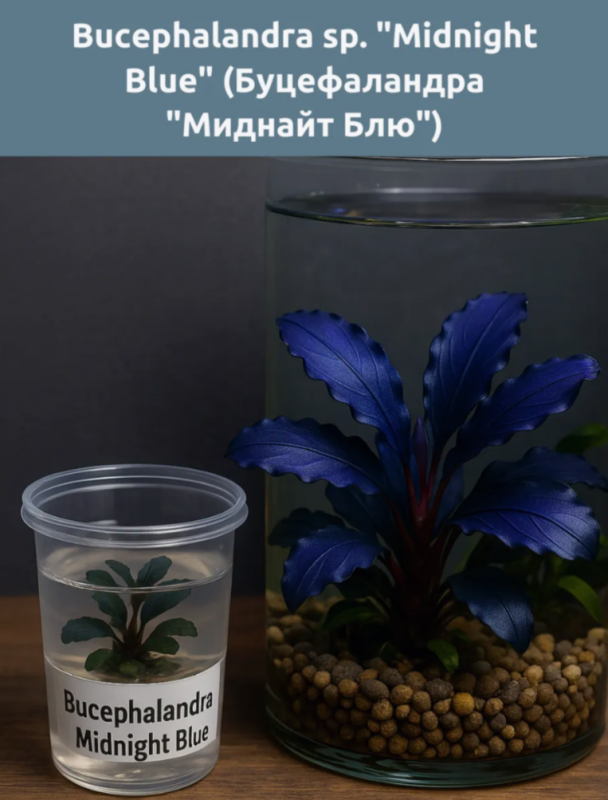 Буцефаландра "Миднайт Блю"