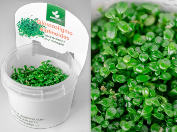 Глоссостигма элатиноидес S