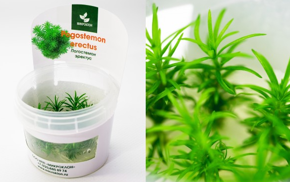 Погостемон Эректус, М